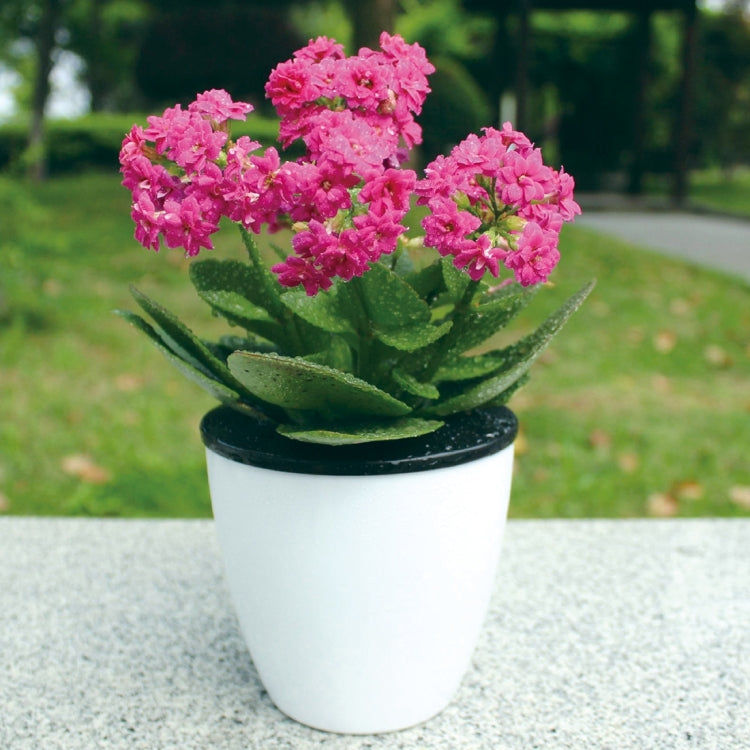 Lazy Flower Pots Automatic Water-absorbing Hydroponic Potted Plants Circular Resin Plastic Flower Pots Double-layer Design Self Watering Planter, Diameter: 11cm, Height: 10.3cm My Store