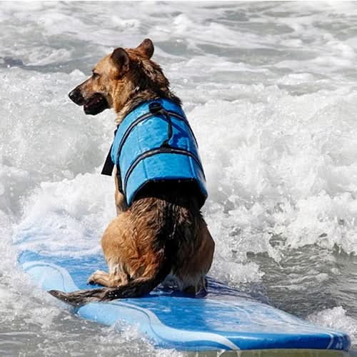 Pet Saver Dog Reflective Stripes Life Vest Jacket for Swimming Boating Surfing, Size: XS - Reluova