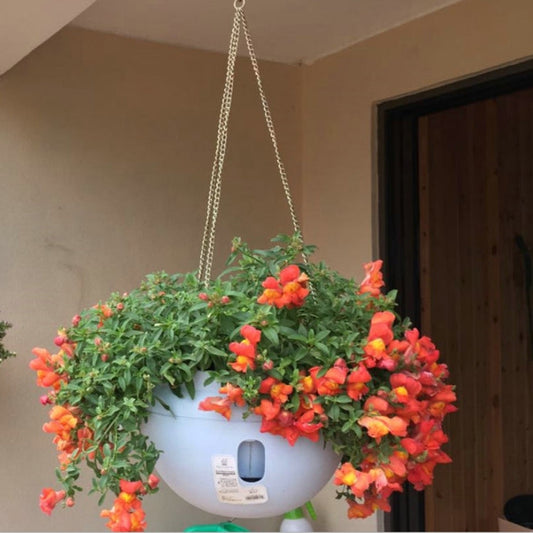 Hanging Plastic Flower Pots Hanging Pots Flower Pot With Hanging Chain,Large Size: 24 x 18cm ,Random Color Delivery My Store