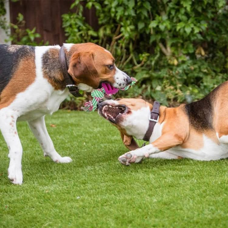 3 PCS Pet Dog Toys Chew Teeth Clean Outdoor Training Fun Playing Rope Ball(Orange)-Reluova