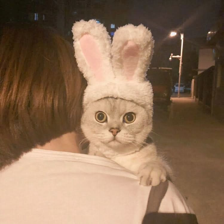 Lovely Rabbit Ear Cat Pet Headgear Headwear - Reluova