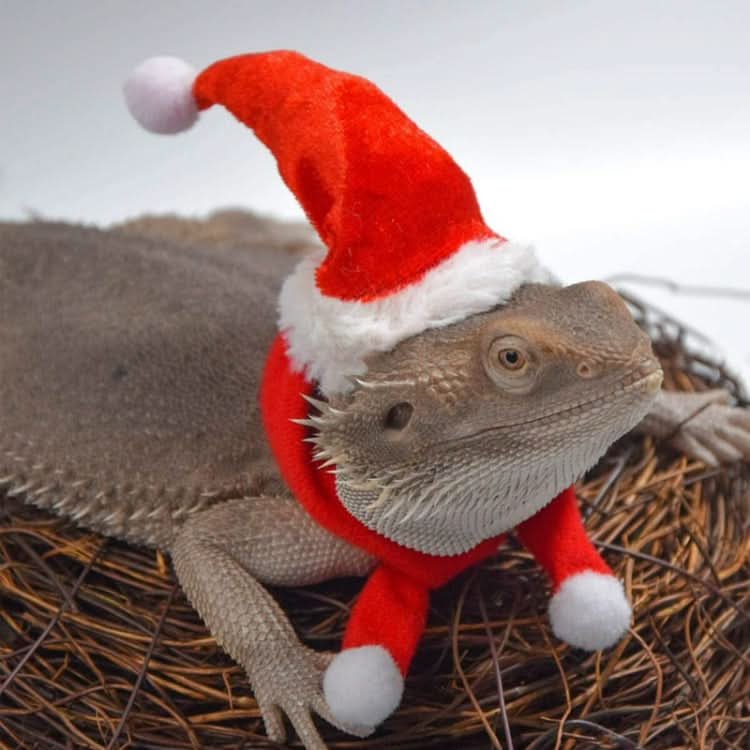 Lizard Crawling Pet Out Christmas Dress Up - Reluova