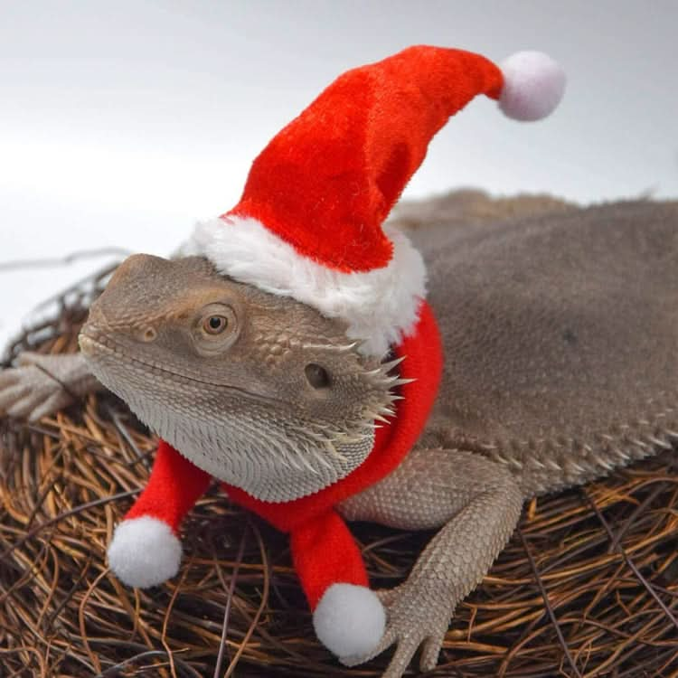 Lizard Crawling Pet Out Christmas Dress Up - Reluova