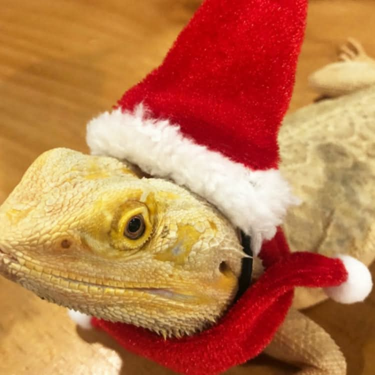 Lizard Crawling Pet Out Christmas Dress Up - Reluova