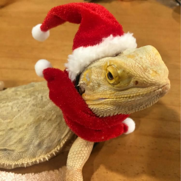 Lizard Crawling Pet Out Christmas Dress Up - Reluova