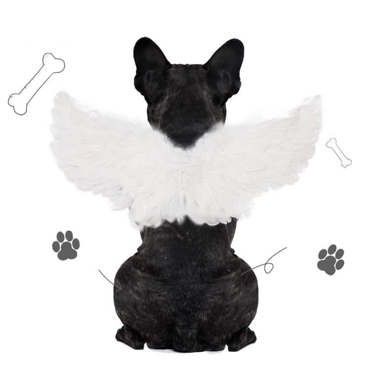 Pet Christmas Halloween Feather Wings Devil And Angel Holiday Makeup - Reluova