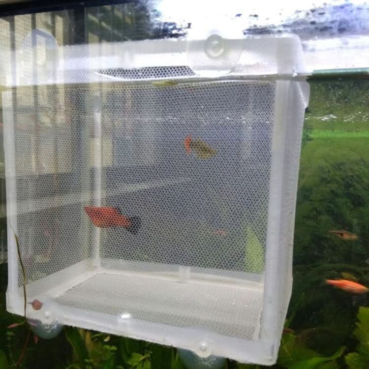 Small Aquarium Incubator Small Fish Isolation Box Net Tropical Fish Breeding Box - Reluova