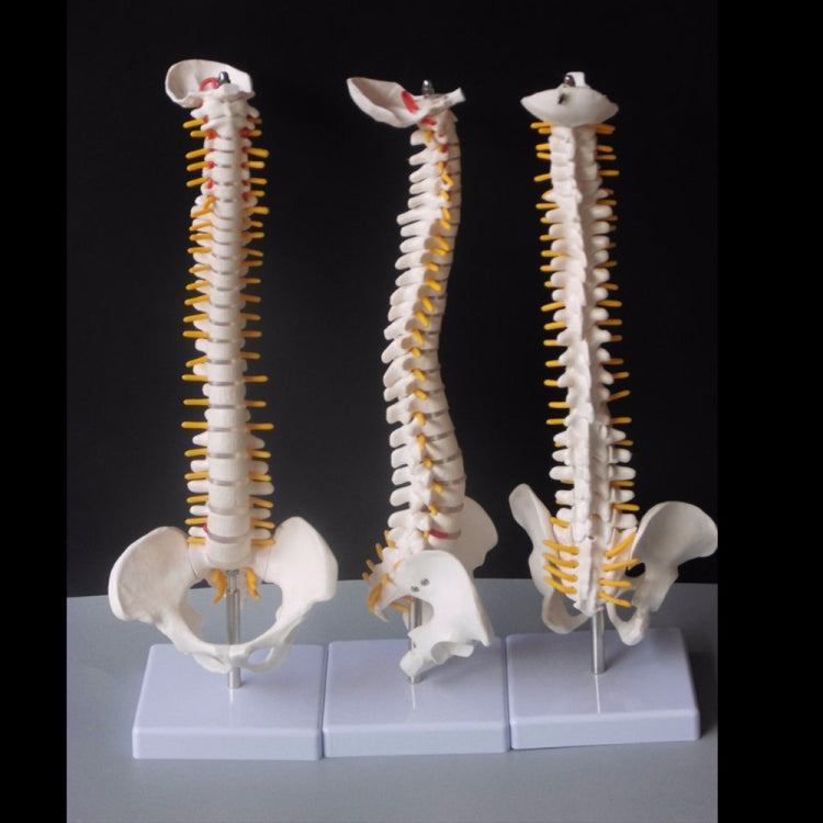 45CM Human Spine with Pelvic Model Human Anatomical Anatomy Spine Medical Model spinal column model+Stand Fexible My Store