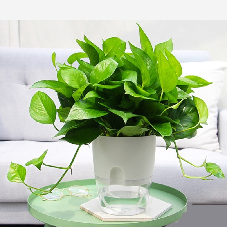 Transparent Plastic Double-Layer Water Storage Automatic Water-Absorbing Flowerpot My Store