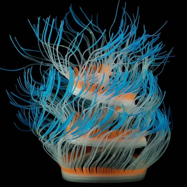 Aquarium Fish Tank Landscaping Decoration Silica Gel Simulation Software Coral Fluorescent Anemone, Size: - Reluova